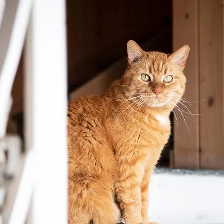 Casa Pasch - Boutique In Cumpadials Bed & Breakfast