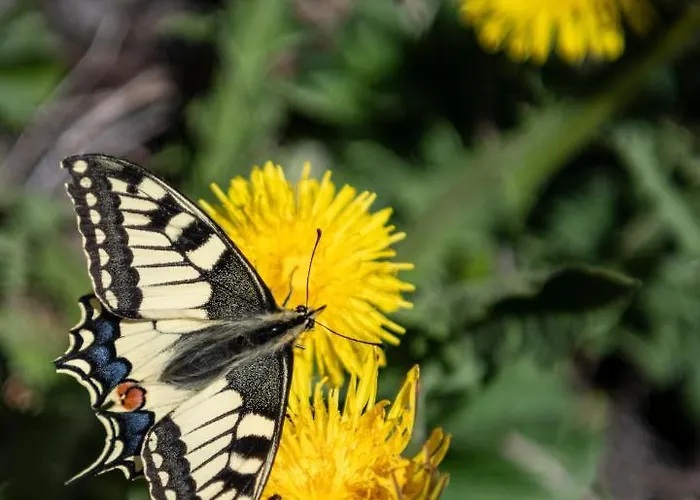 Casa Pasch - Boutique In Cumpadials Sumvitg