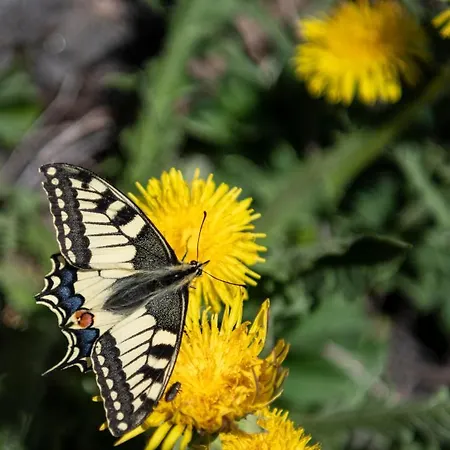 Casa Pasch - Boutique In Cumpadials Sumvitg