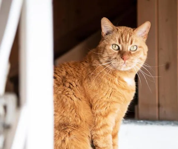 Casa Pasch - Boutique In Cumpadials فندق مبيت وإفطار